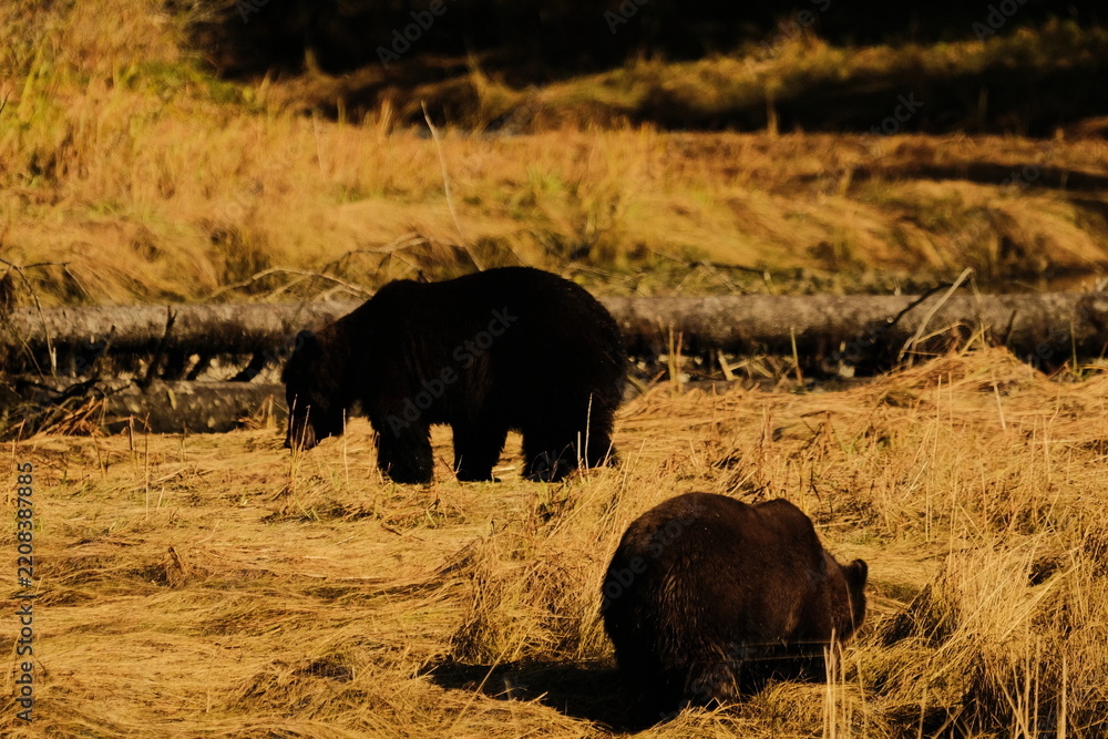 Obraz premium Brown bear grazing in a green grassy meadow