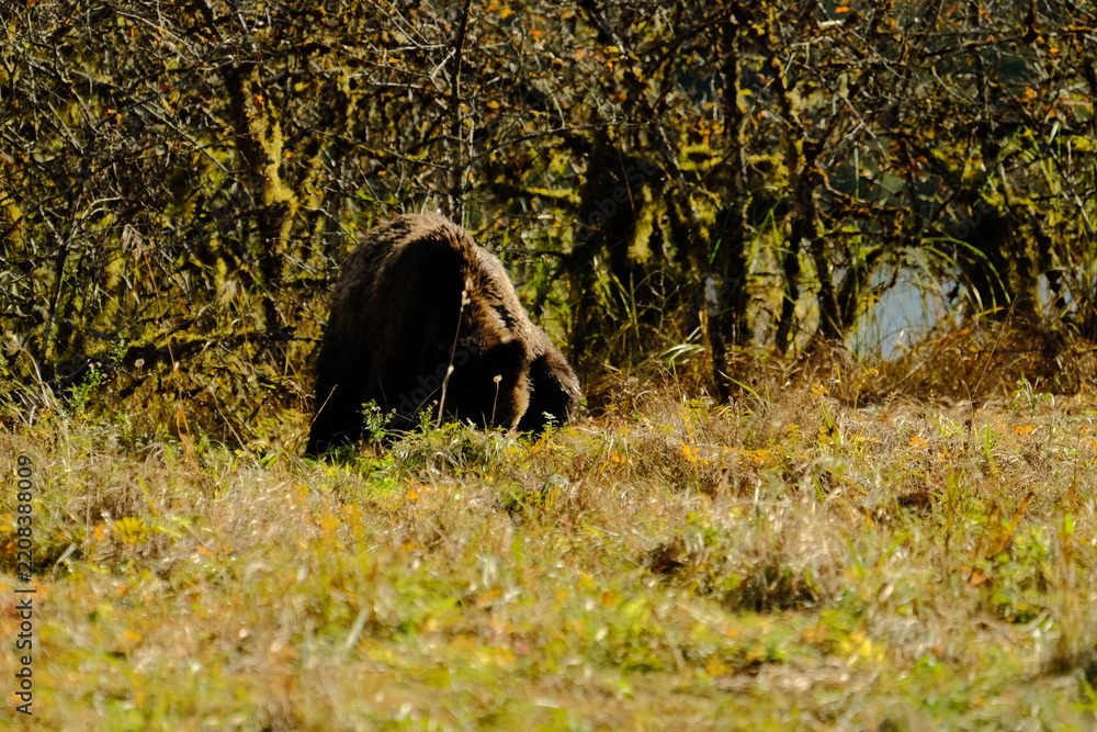 Obraz premium Brown bear grazing in a green grassy meadow