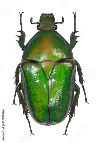 Colorful tropical beetle specimen isolated on transparent background