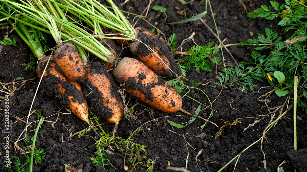 Obraz premium A bunch of freshly harvested organic carrots lying on dark, fertile garden soil with green tops.