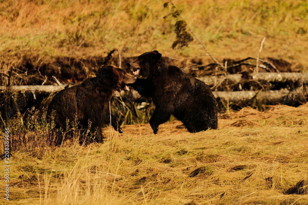 Obraz premium Two brown bears sparring in a green grassy meadow