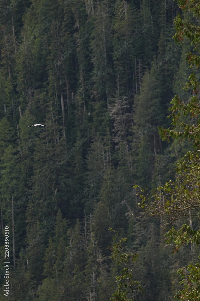 Obraz premium Dense evergreen forest covering a steep hillside