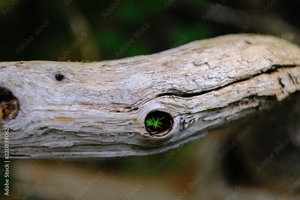 Obraz premium Weathered driftwood with a small green plant in a knot