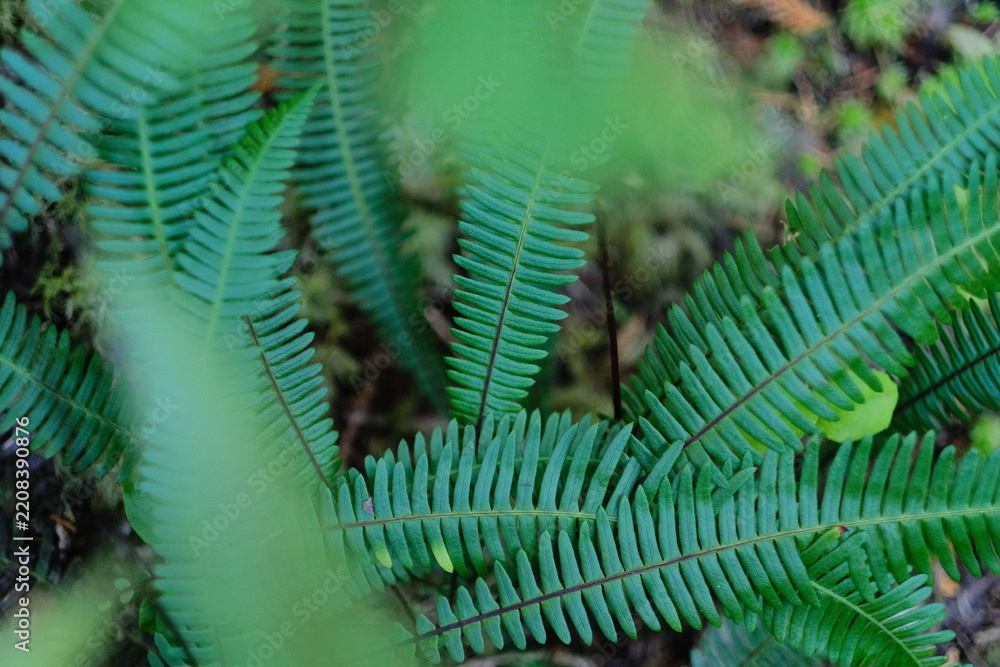 Obraz premium Close view of bright green fern fronds with soft background