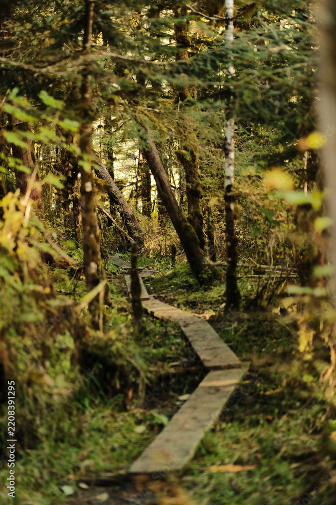 Obraz premium Narrow wooden boardwalk winding through a dense forest