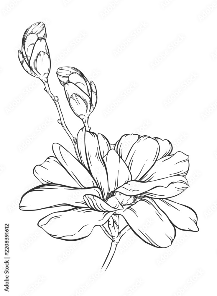Fototapeta premium Vector magnolia branch linear illustration. Big hand drawn blooming flower. Open lush bud, two closed burgeon. Spring botanical image. Graphic plant element. Old ink art. Vintage floral outline sketch