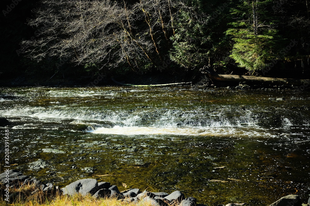 Obraz premium Small cascade on a shallow river bordered by trees