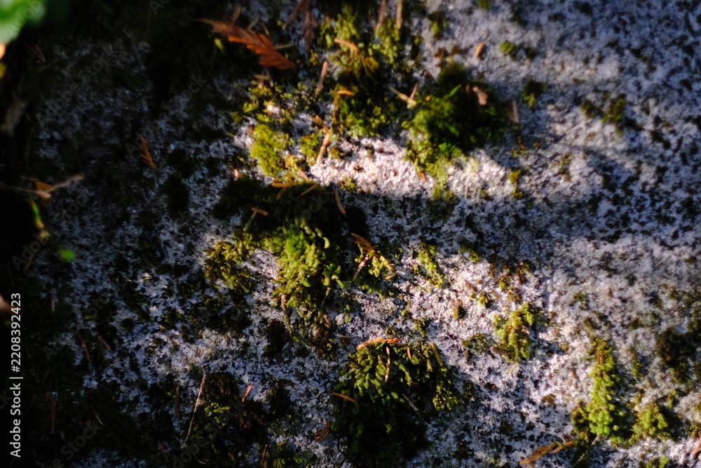 Obraz premium Patches of green moss on a pale rocky surface