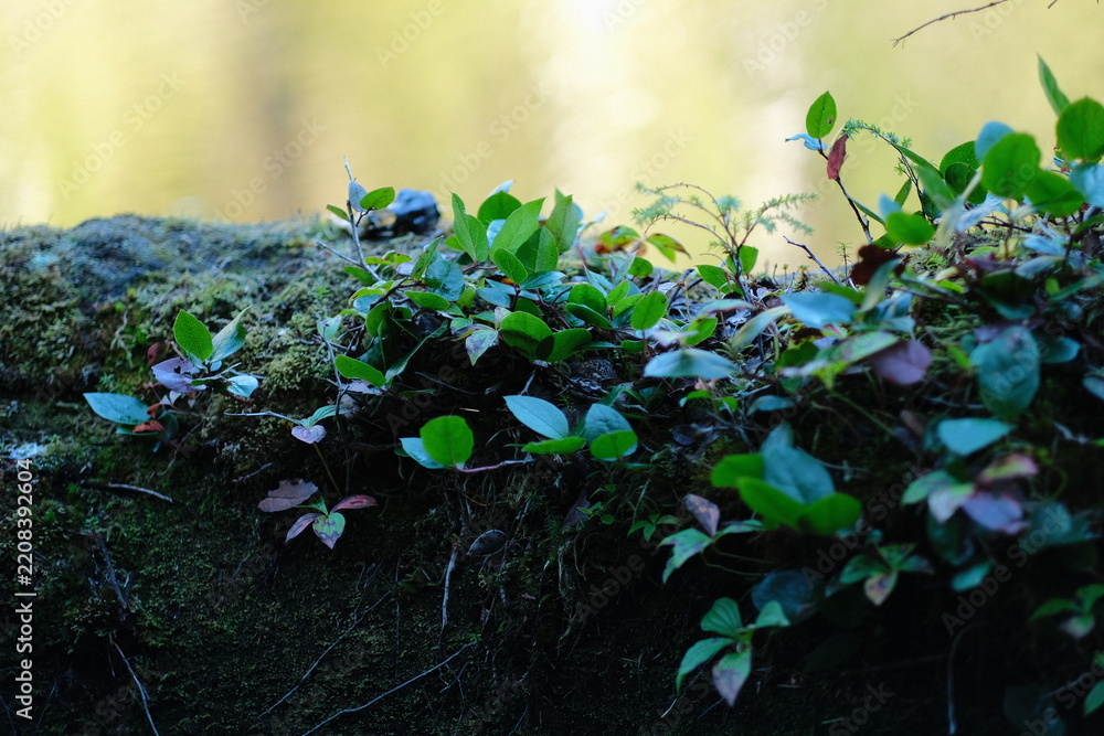 Obraz premium Leafy vines and moss growing over a dark stone surface