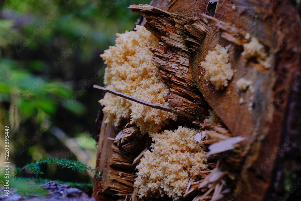 Obraz premium Fungus growing on a log