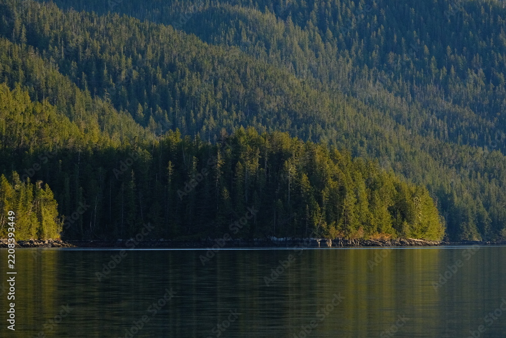Obraz premium Forested shore in blue light