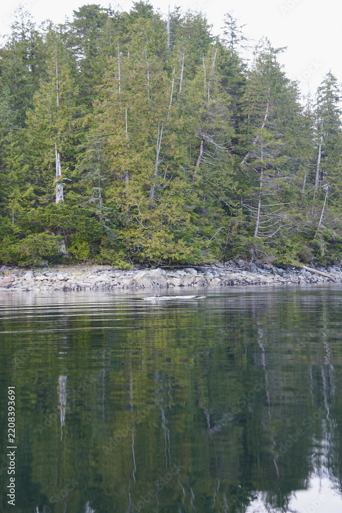 Obraz premium Harbor seal in calm inlet