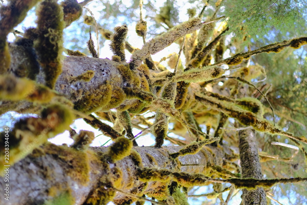 Obraz premium Lichen on branches