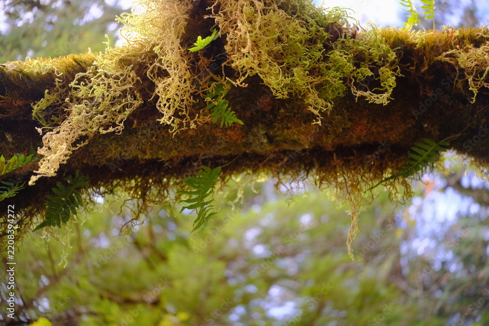Fototapeta premium Moss covered forest floor