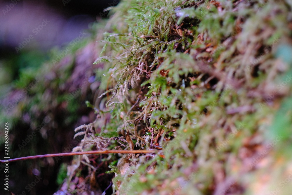 Obraz premium Moss covered stone