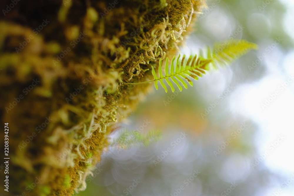 Obraz premium Moss covered branch
