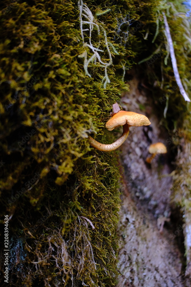 Obraz premium Mushroom and moss close-up