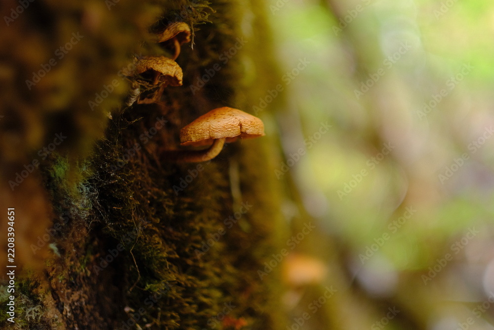 Obraz premium Mushroom on mossy bark