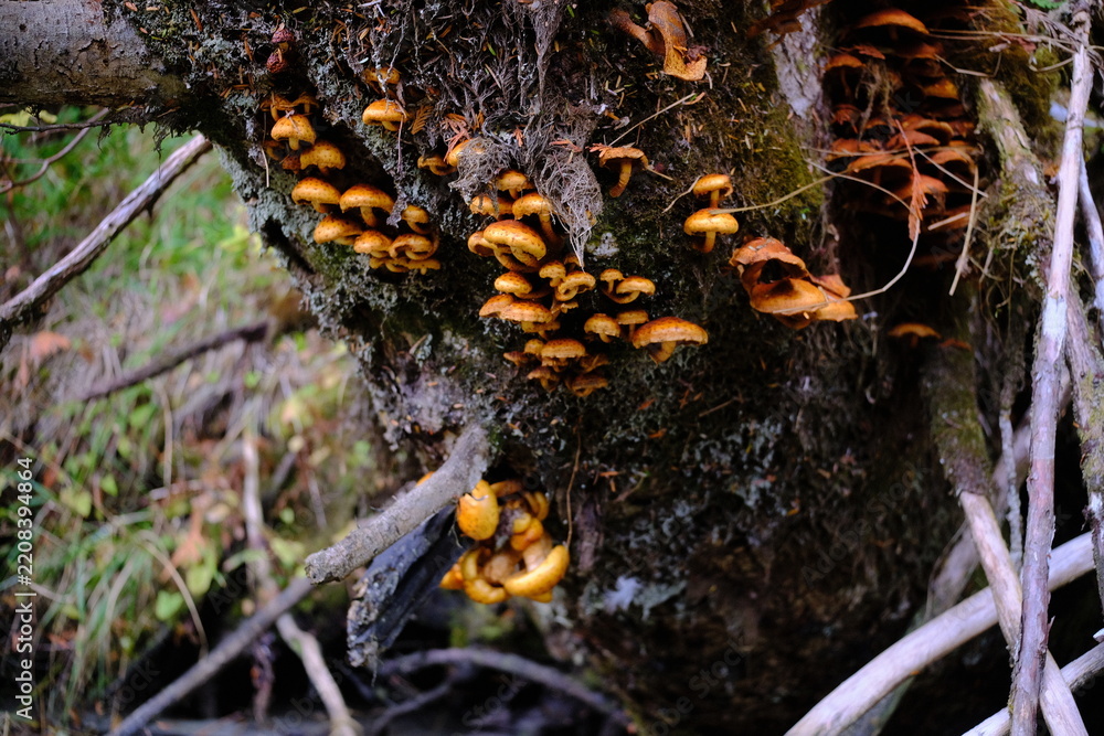 Obraz premium Mushroom cluster in autumn