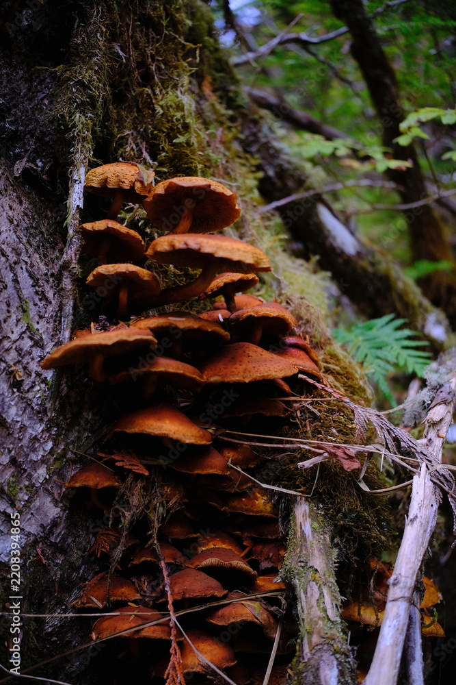 Obraz premium Forest mushroom cluster