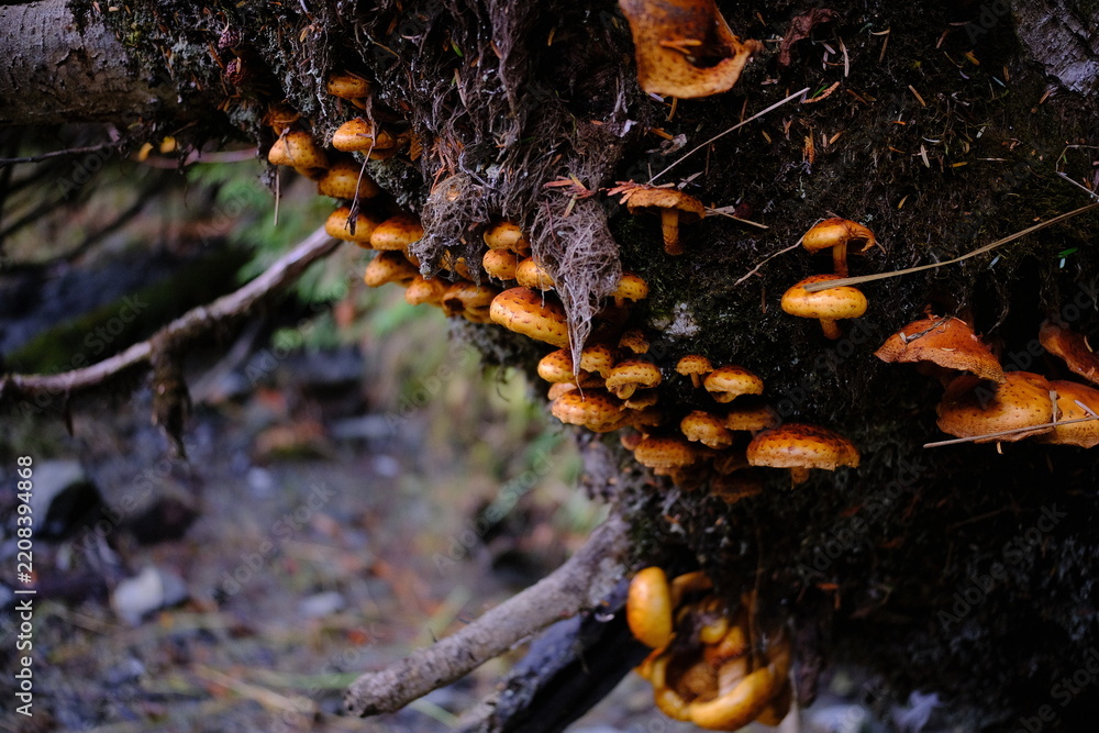 Fototapeta premium Autumn mushroom cluster