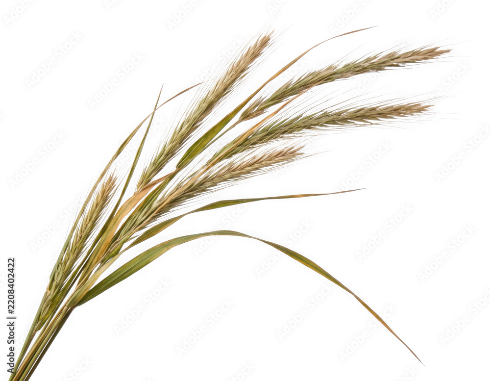 Fototapeta premium Fresh green and dried grass stems as clean cutout