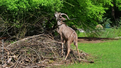 Greater kudu, Tragelaphus strepsiceros is a woodland antelope found throughout eastern and southern Africa.