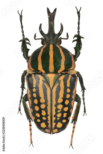 Colorful horned tropical beetle specimen isolated on transparent background