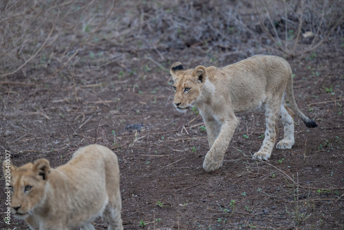 African lion in the African savannah. A striking image of a majestic lion or lioness in its natural habitat