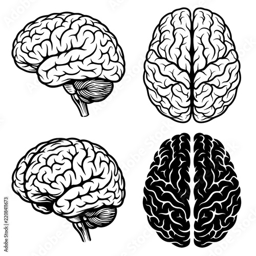 Anatomical human brain views in ink illustration style as transparent cutout