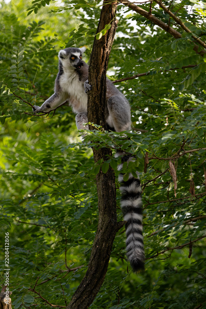 Obraz premium A ring-tailed lemur in the tree