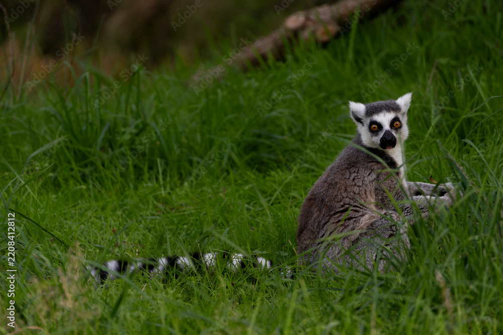Obraz premium A ring tailed lemur sitting on the grass