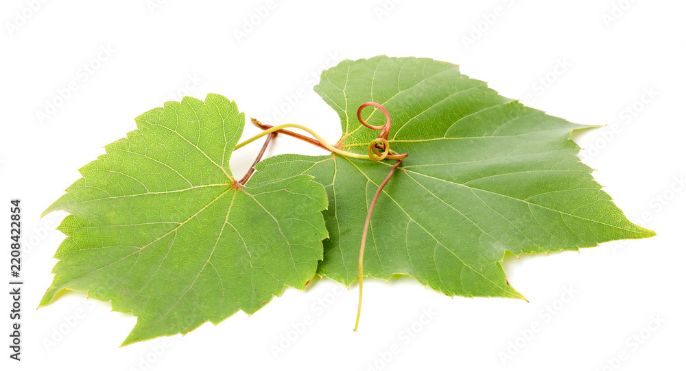 Obraz premium Two green grape leaves and tendril isolated on white