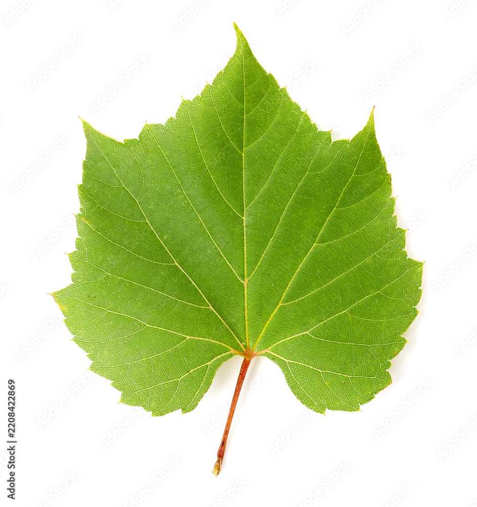 Obraz premium Fresh green grape leaf isolated on white, top view