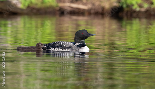 Obraz na plátně Loons on the Water