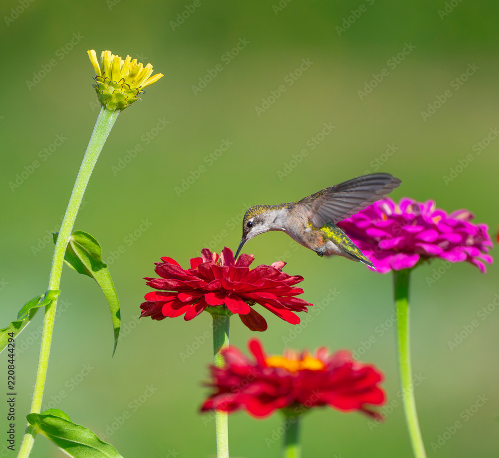 Obraz premium close up on flying ruby throated hummingbird above flower