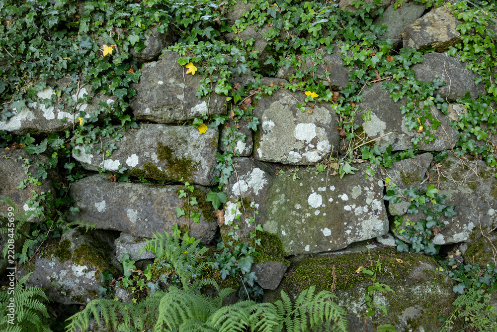 Obraz premium Weathered stone wall entwined with vibrant English ivy and patches of moss and lichen, accented by fallen yellow leaves; a natural, rustic texture ideal for backgrounds, gardening,