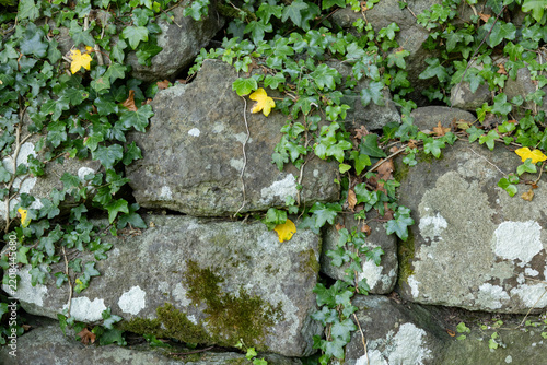 Fotografie Weathered stone wall entwined with vibrant English ivy and patches of moss and l