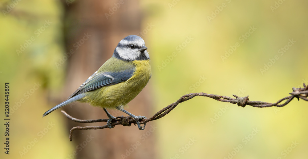 Obraz premium Blue Tit Bird Perched On Rustic Barbed Wire With Soft Woodland Background