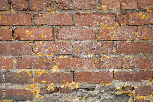 Weathered Red Brick Wall With Yellow Lichen and Cracked Mortar Texture for Background