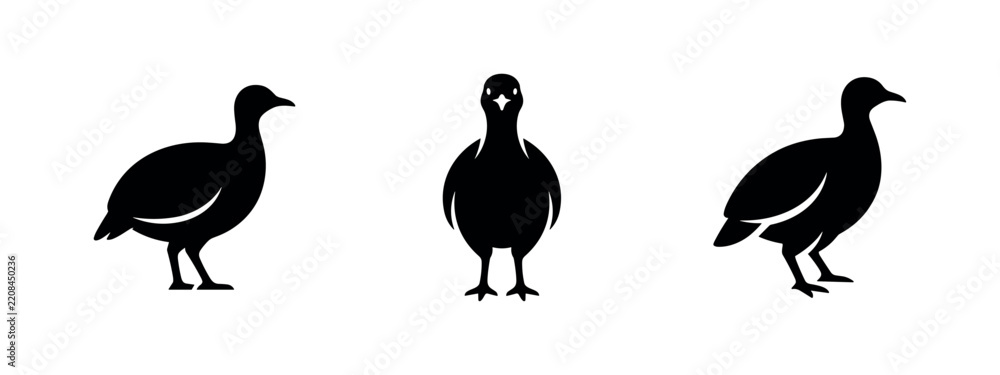 Fototapeta premium Guinea fowl bird silhouette set. Numididae icon. Domesticated bird vector illustration with different views.