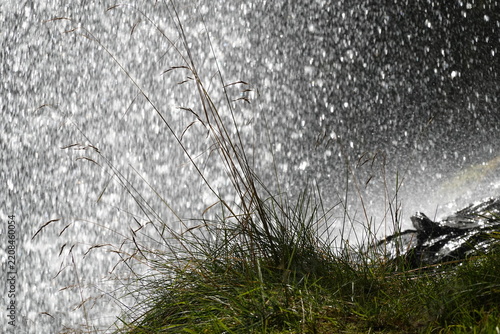 Gras hinter einem Wasserfall wachsend - grass growing behind a waterfall