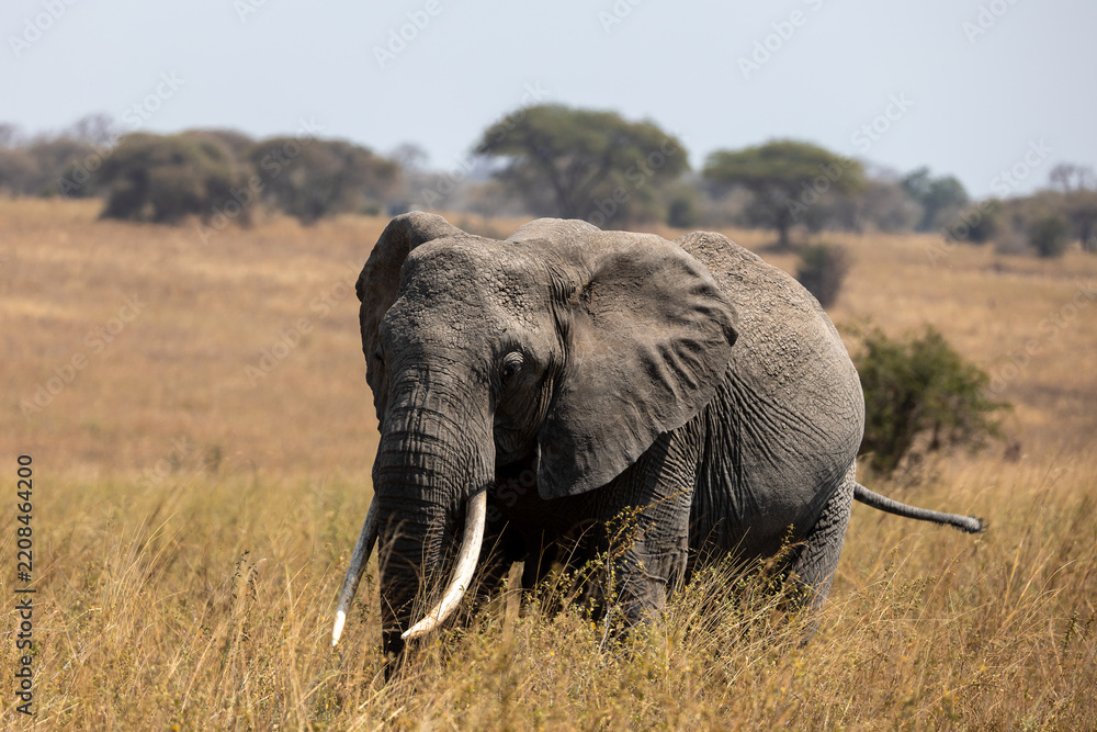 Fototapeta premium elephant in africa