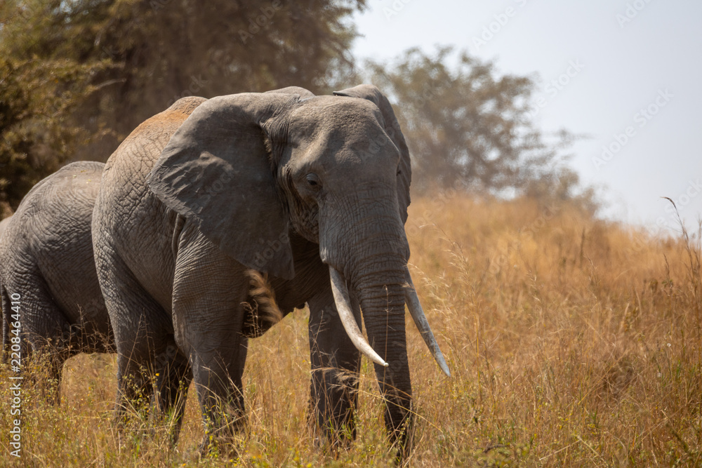 Obraz premium elephant in africa