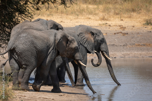 Drinking elephant