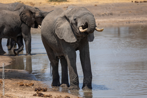 Drinking elephant