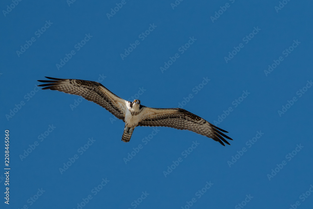 Obraz premium Osprey Soaring Overhead With Wings Fully Outstretched, Staring Down Against Deep Blue Sky