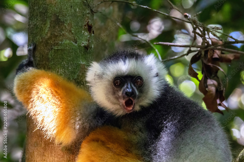 Obraz premium Diademed Sifaka with Open Mouth Calling in Andasibe-Mantadia National Park Madagascar