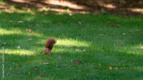 squirrel in the park 