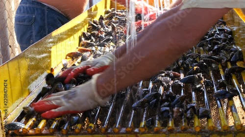 Cultivation of sea mussels. A working artel on the seashore. Animal raw materials. Marine farm.